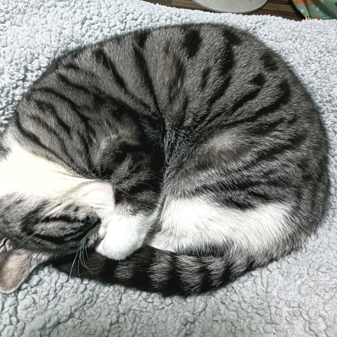 初梦