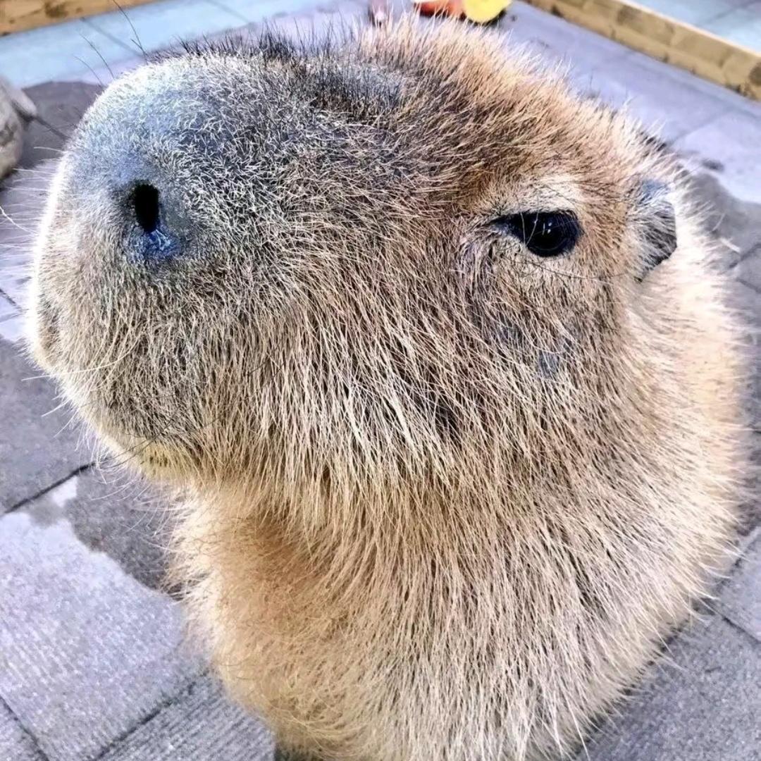 苏十年