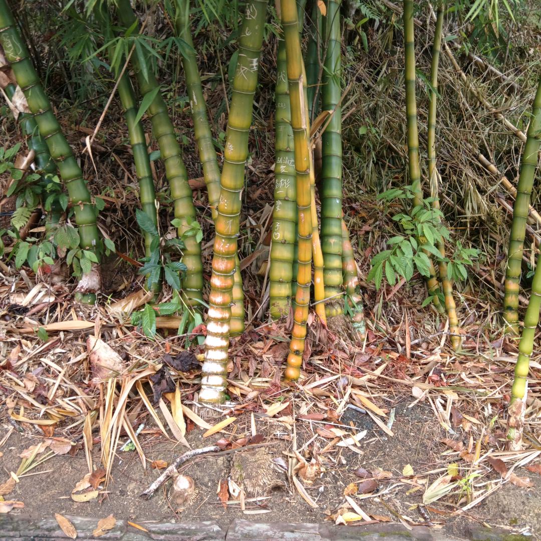 梦醒时分