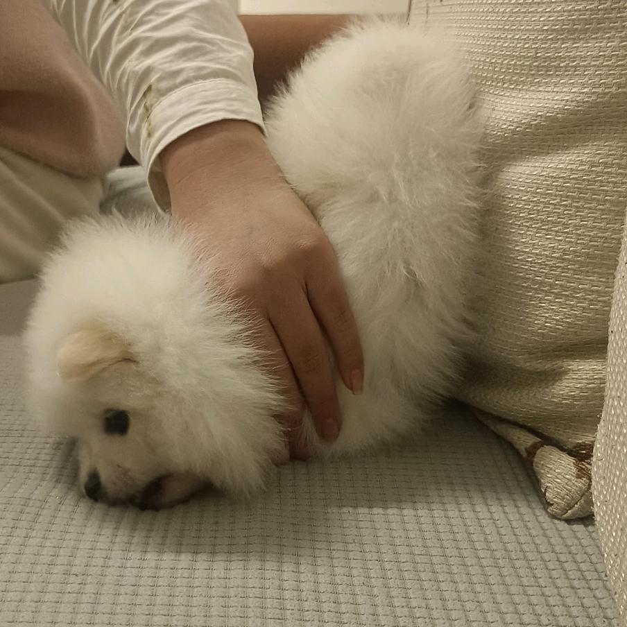 周茉