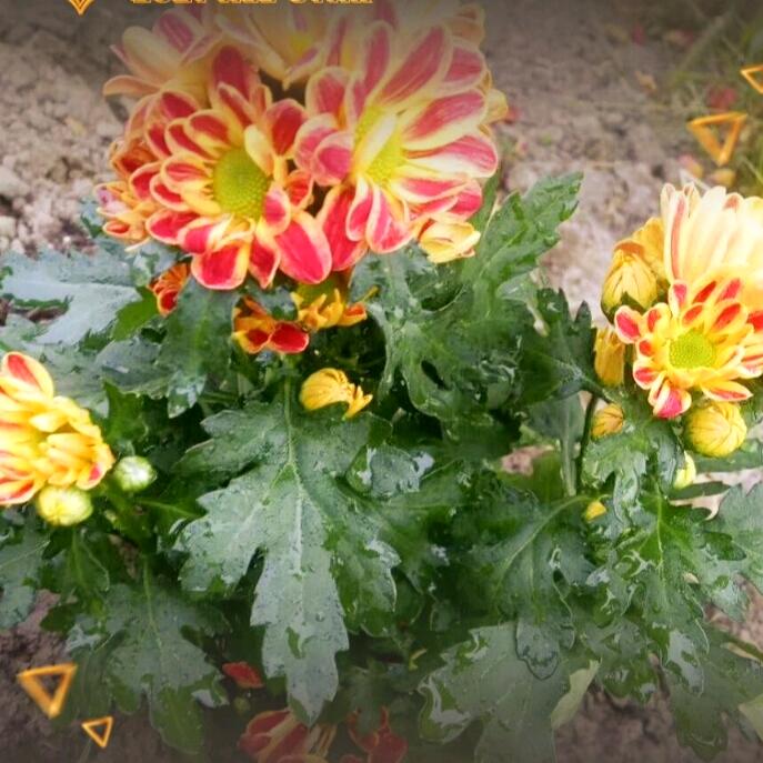 风雨下的一朵花