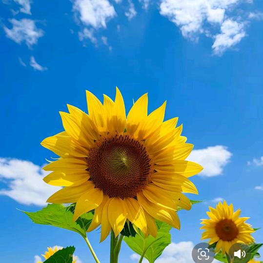 @向日葵的微笑&