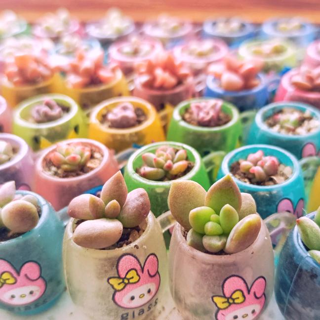 🍄多肉宝宝【一厘米】