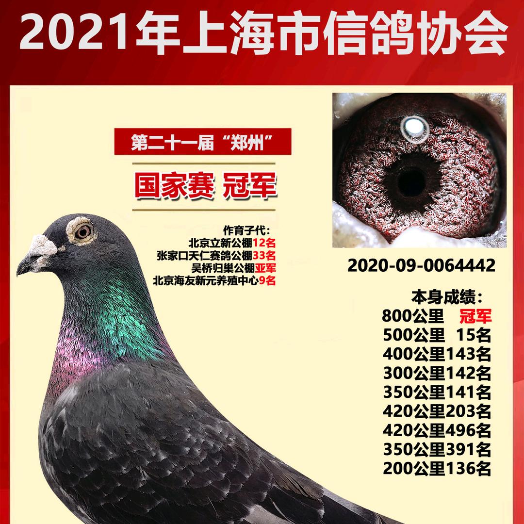 壹鸽高端育种中心