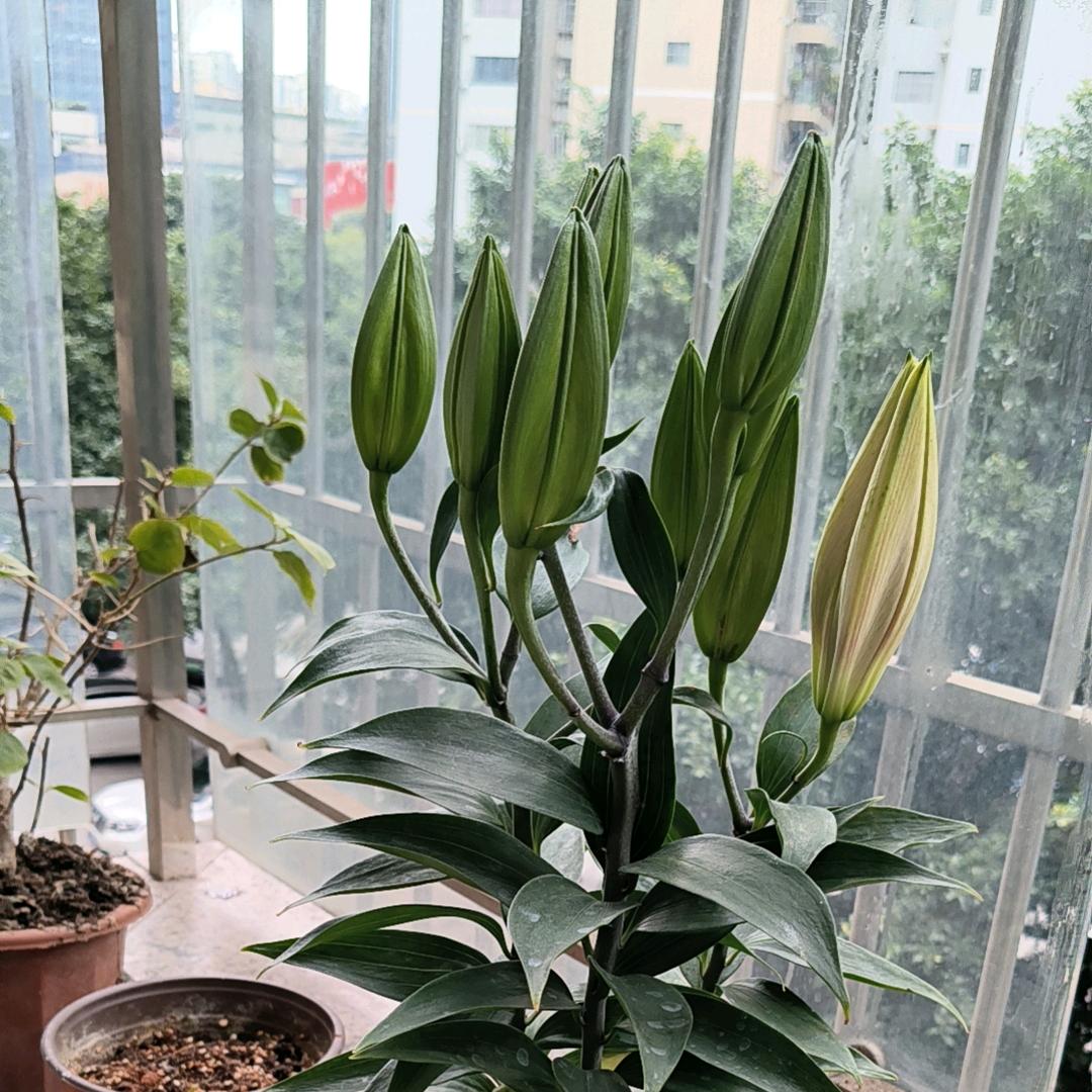 粟宝🍒