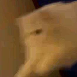 猫猫冲击