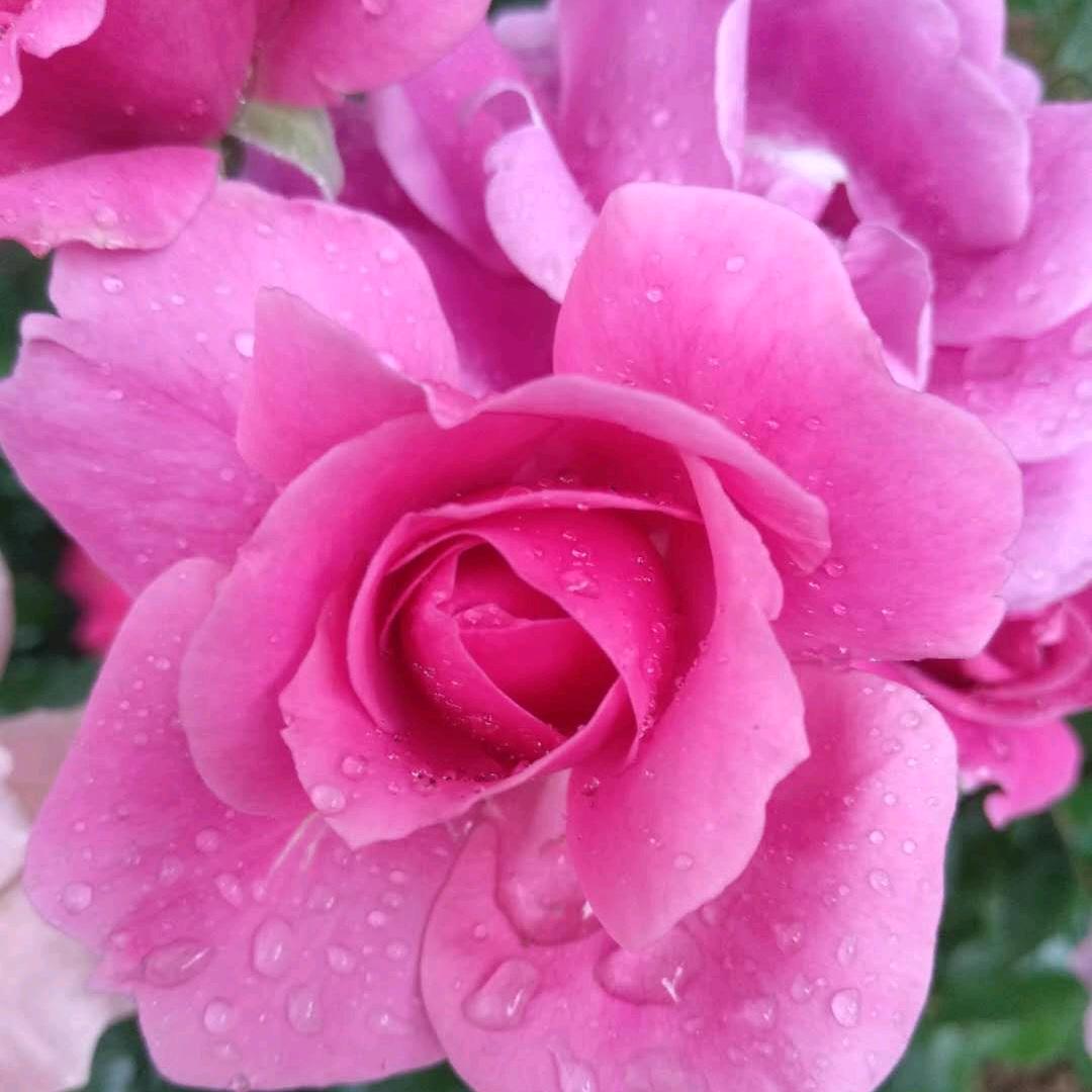 红旗飘飘，唱红歌