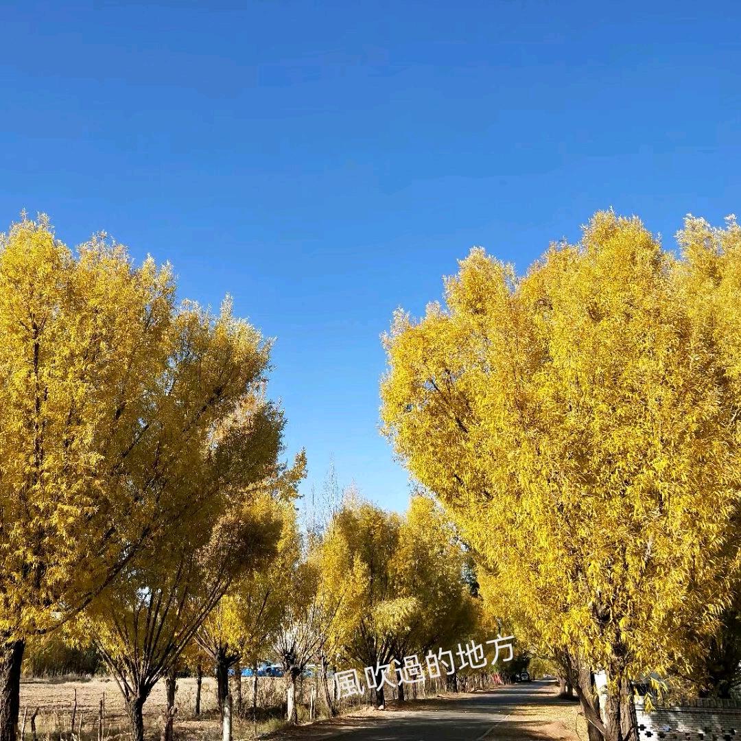 風吹過的地方