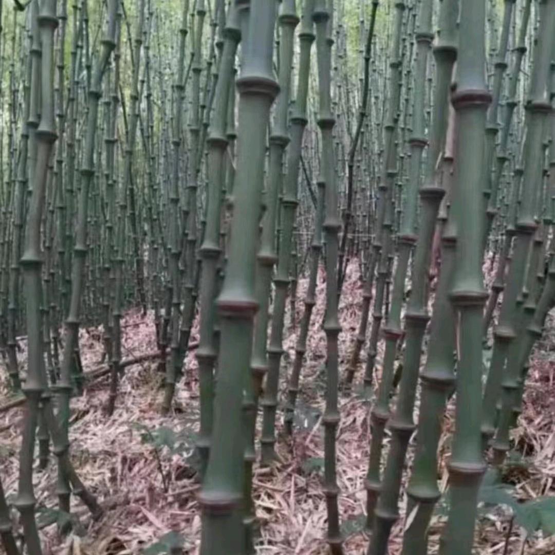 收刺桑树