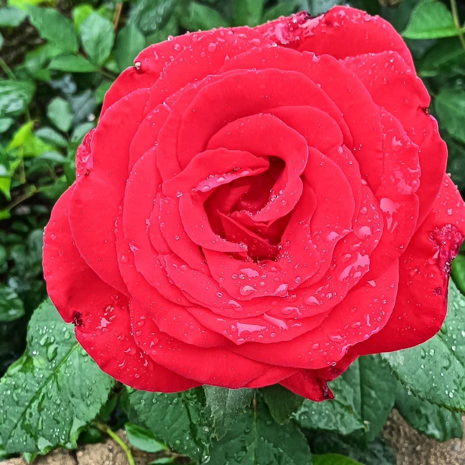໑ຼ₀₂₃💕绿叶成荫💞꧔ꦿ᭄