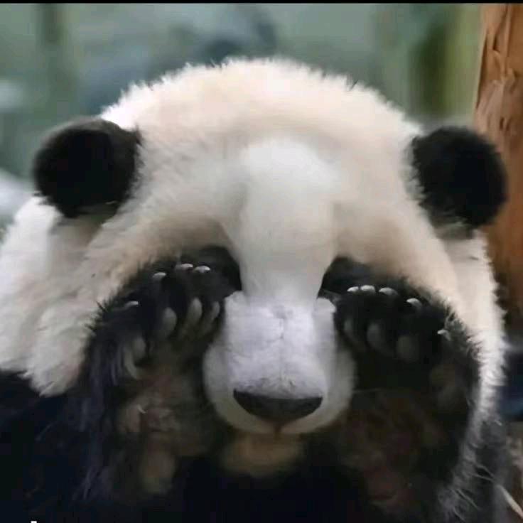 耶路撒冷的眼泪