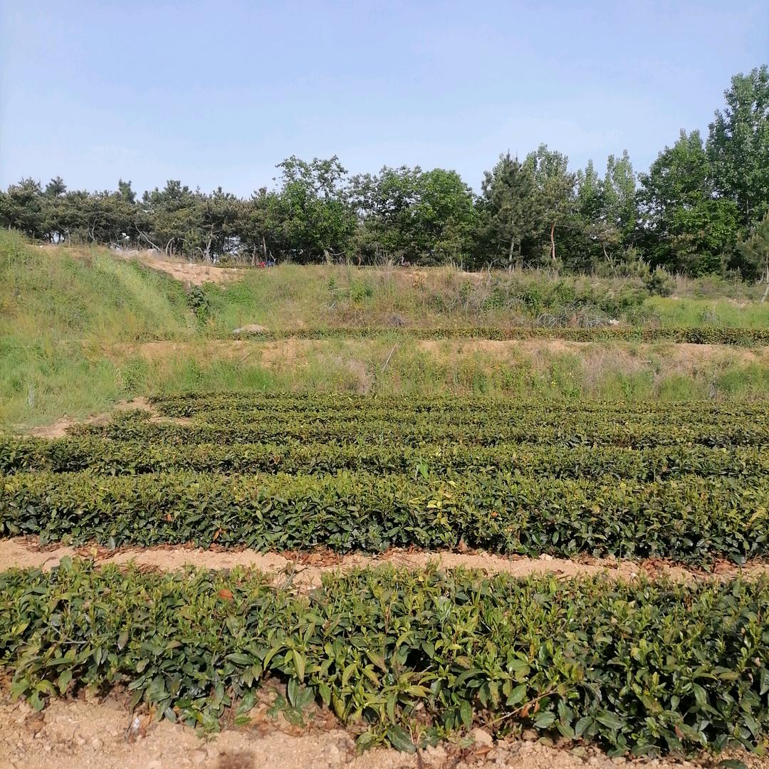 茗园春茶业精选
