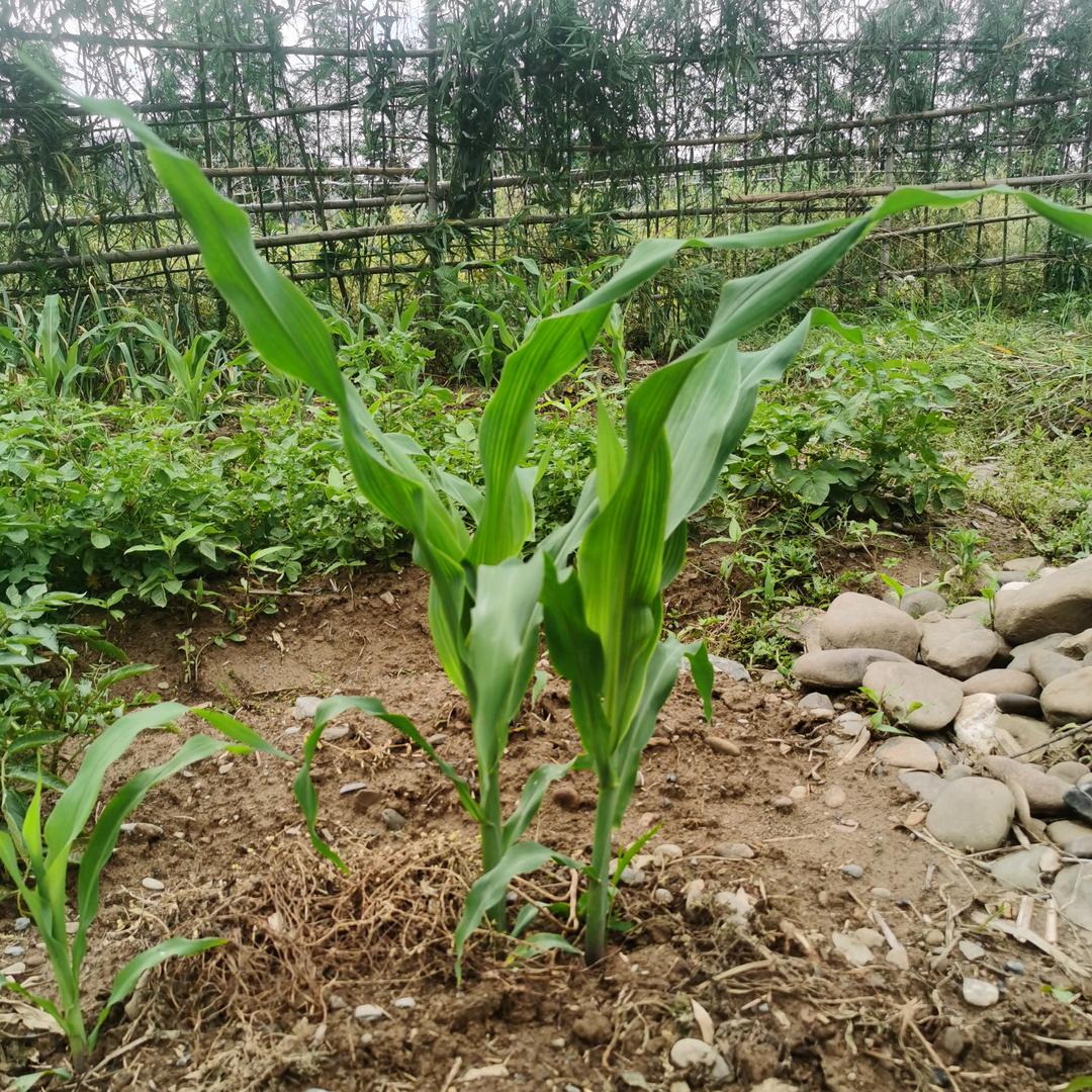 菜园子老刘