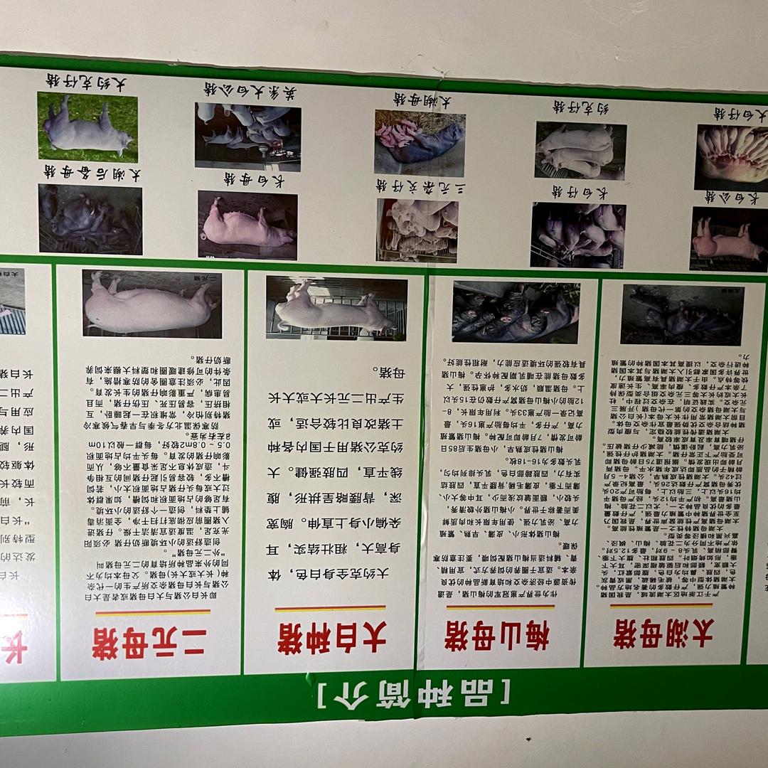 鑫辉三元猪苗销售部