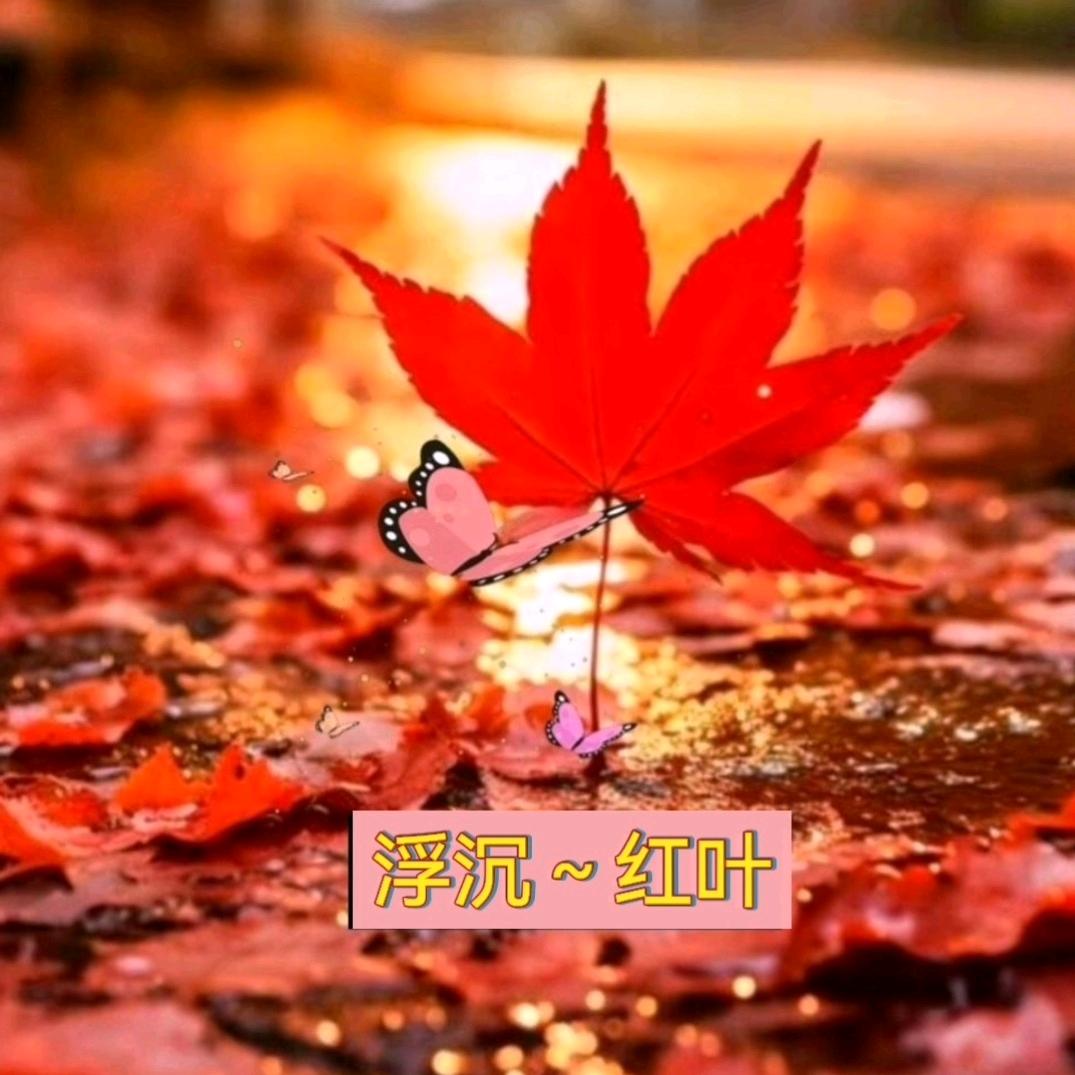 浮沉🍁红叶