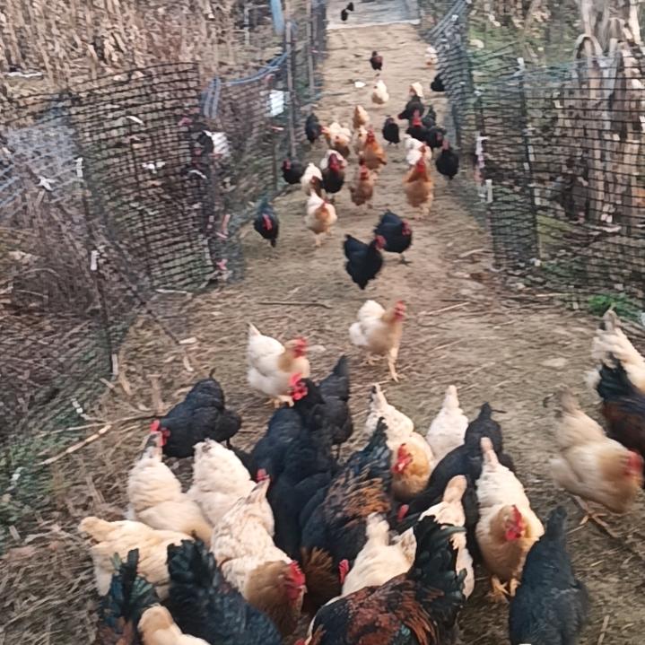 松山村生态养殖农场