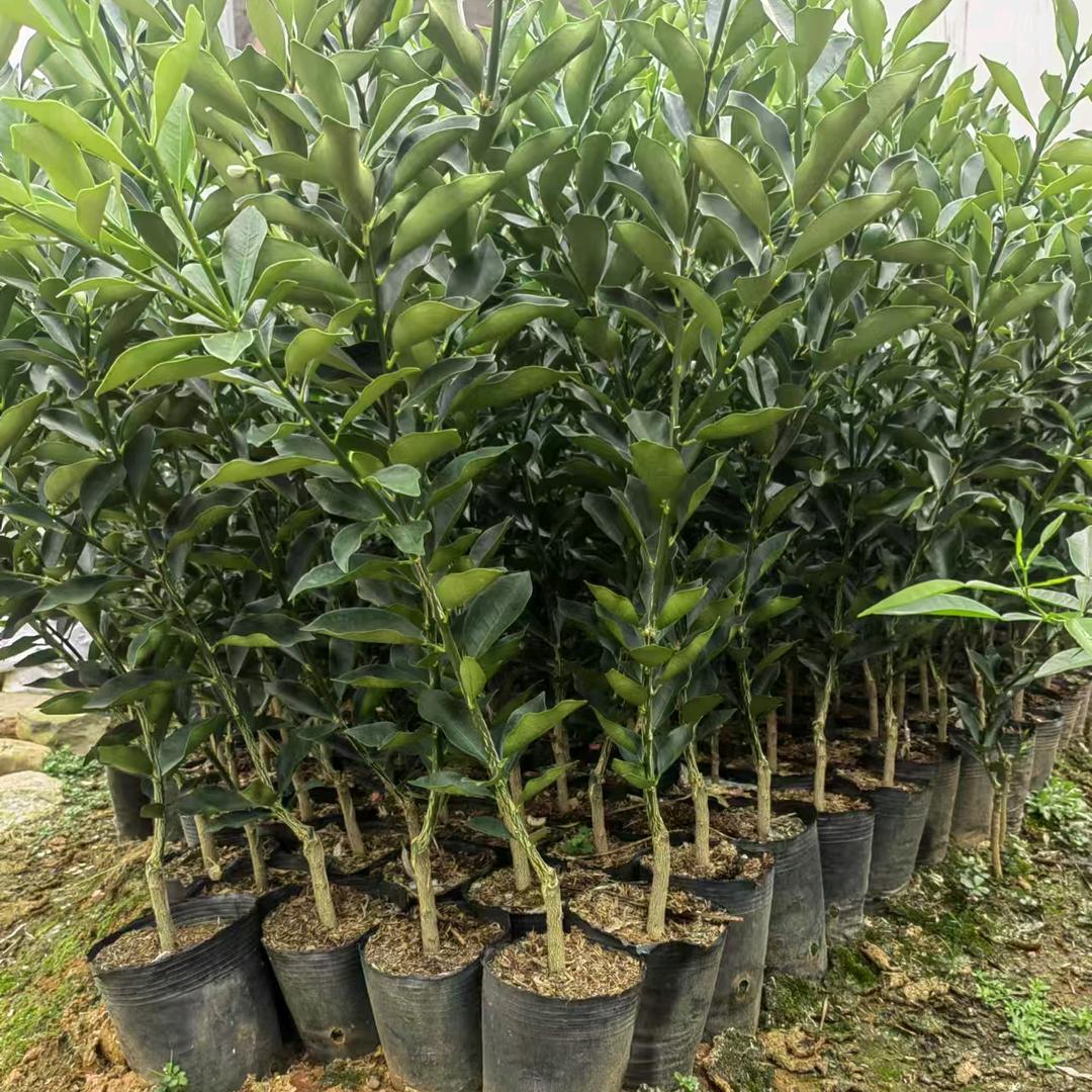 凤凰小甜专业嫁接队