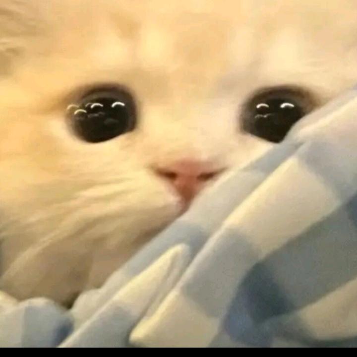 白鹭，