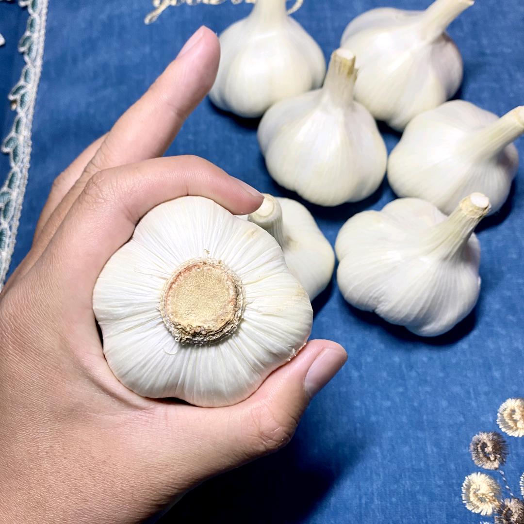 明宇苍山贵族大蒜🧄