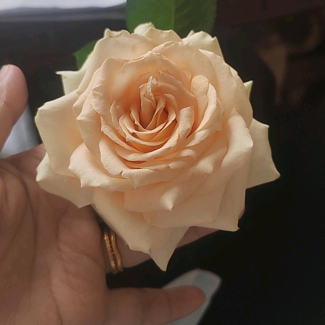 小莫