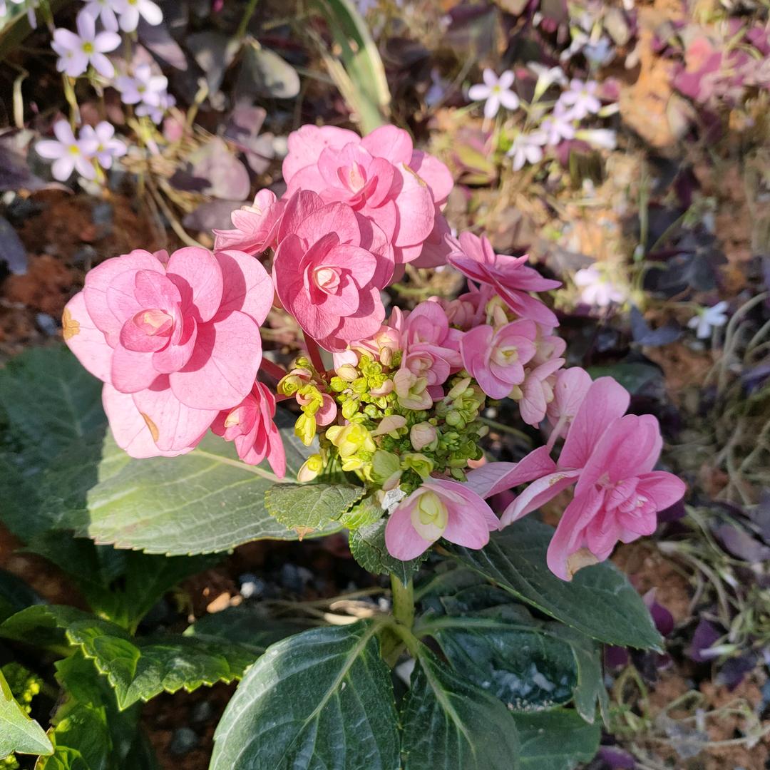 开心每一天。💐🥀🍂