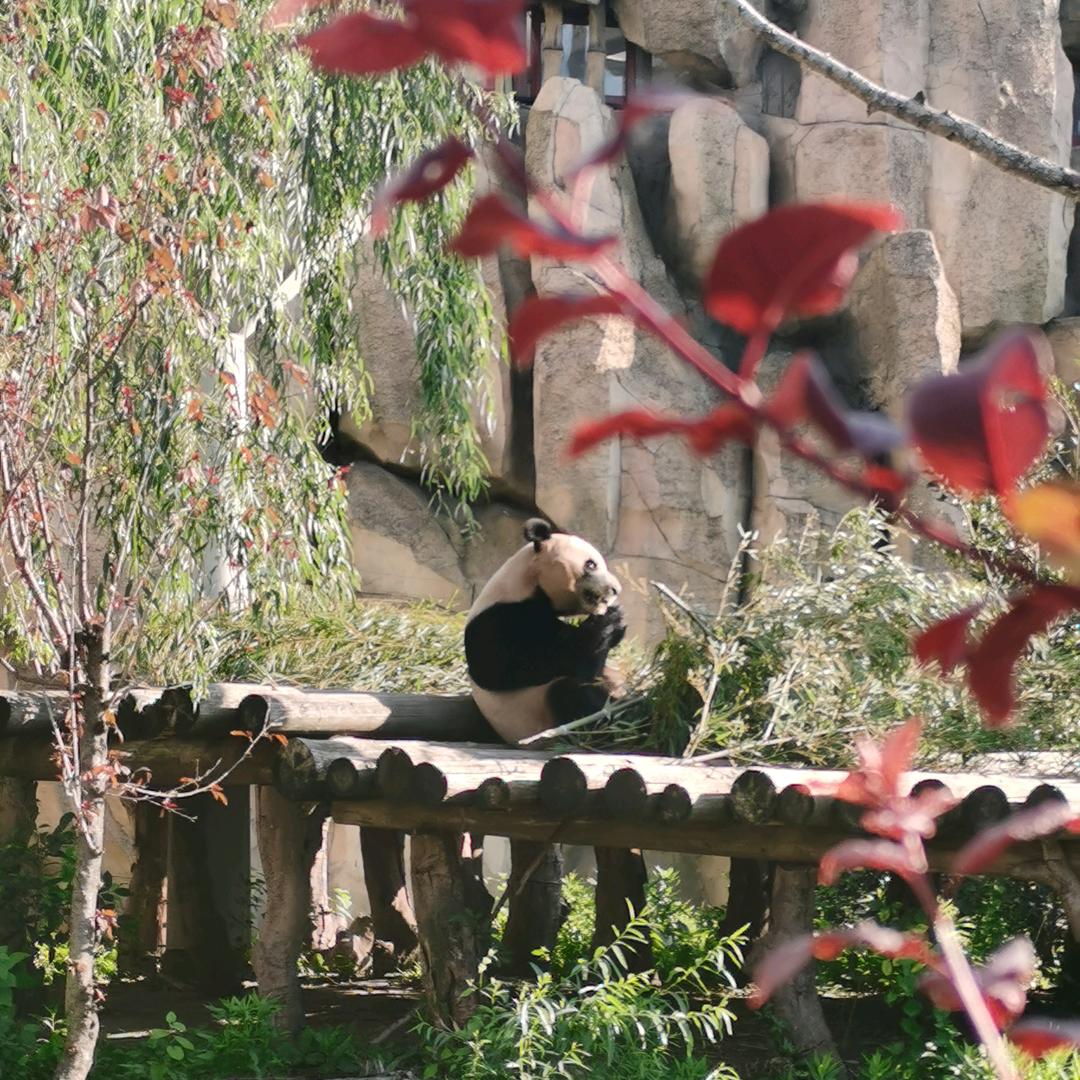 开心