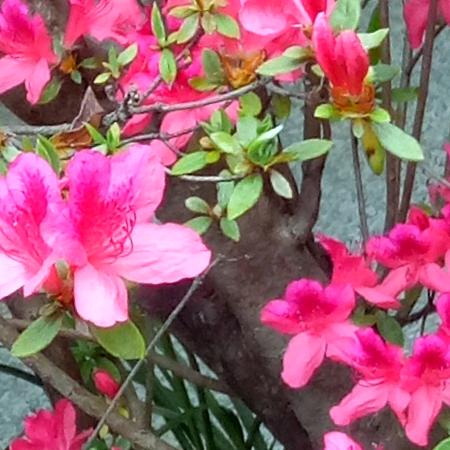 春花秋月🌸
