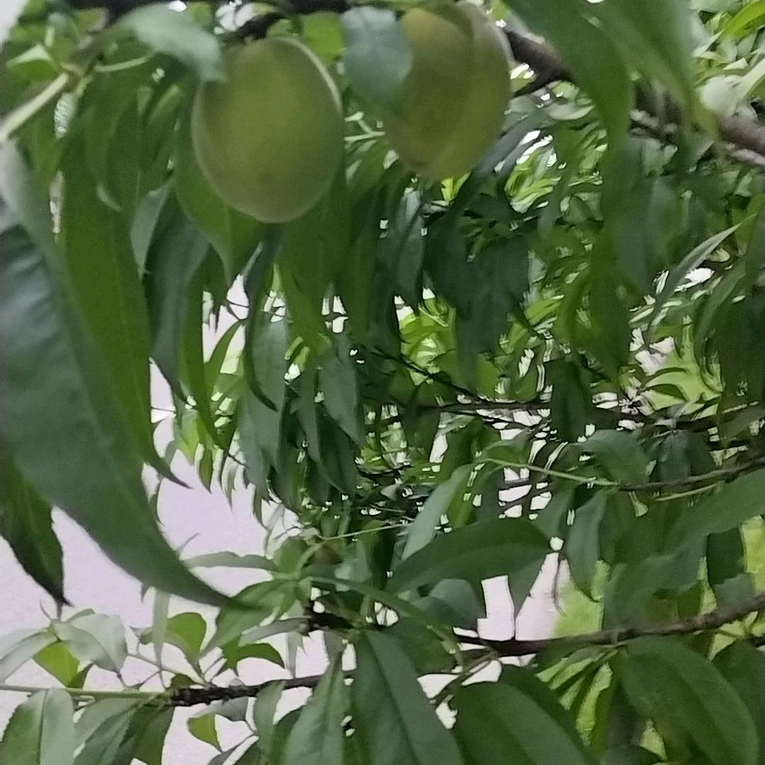 张四姐🎤（每天晚上7点十分开播）