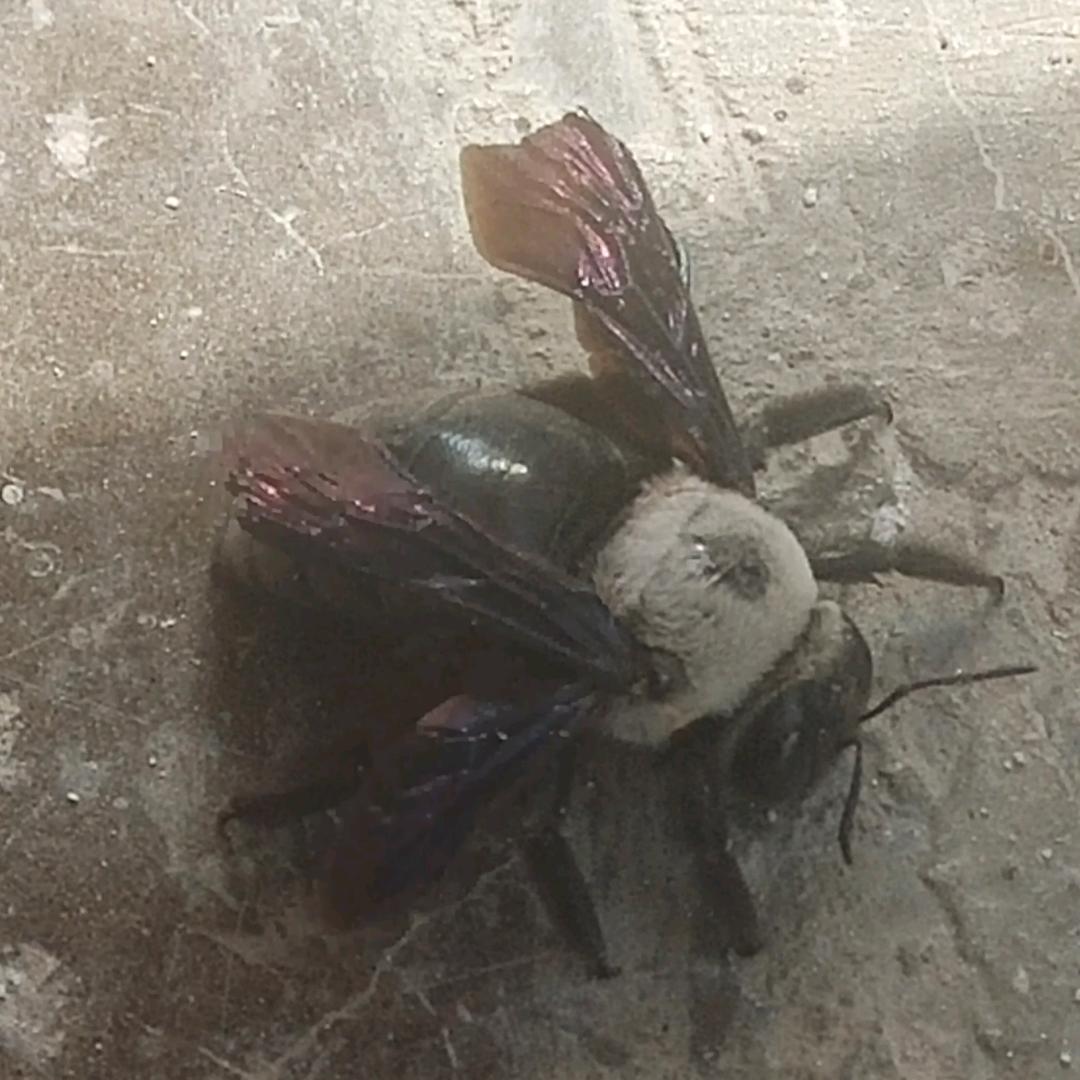 阿巴阿巴阿巴の