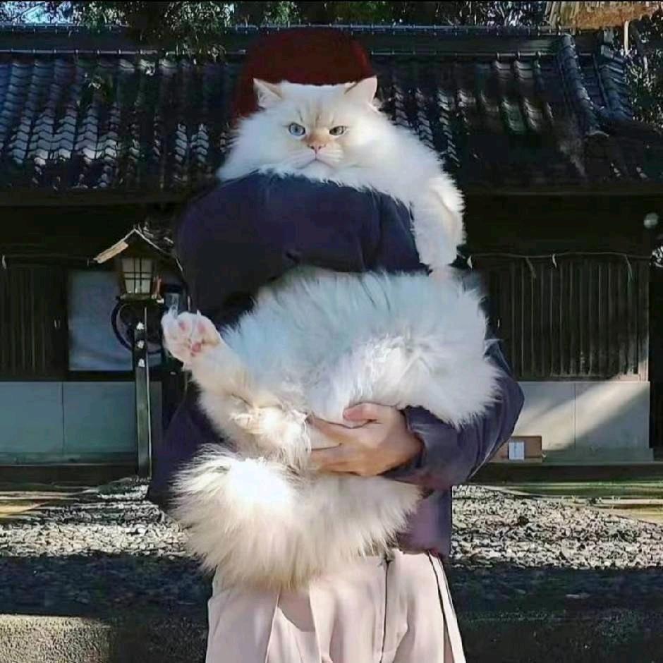狗熊冒险家