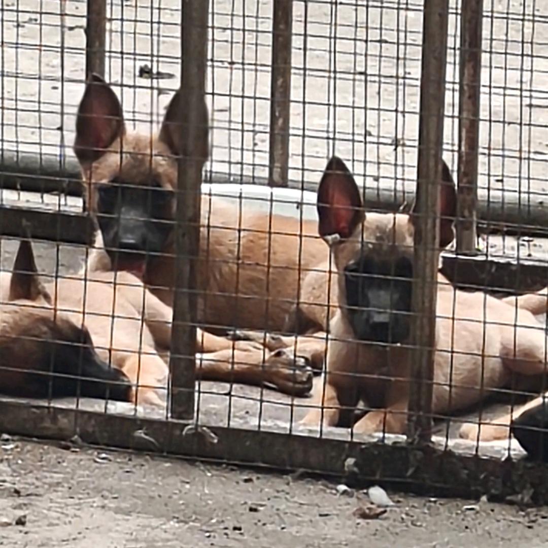 工作护卫犬