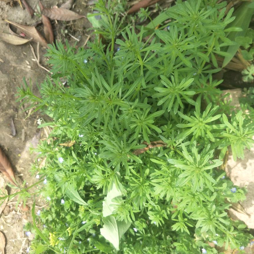 我是一根小草
