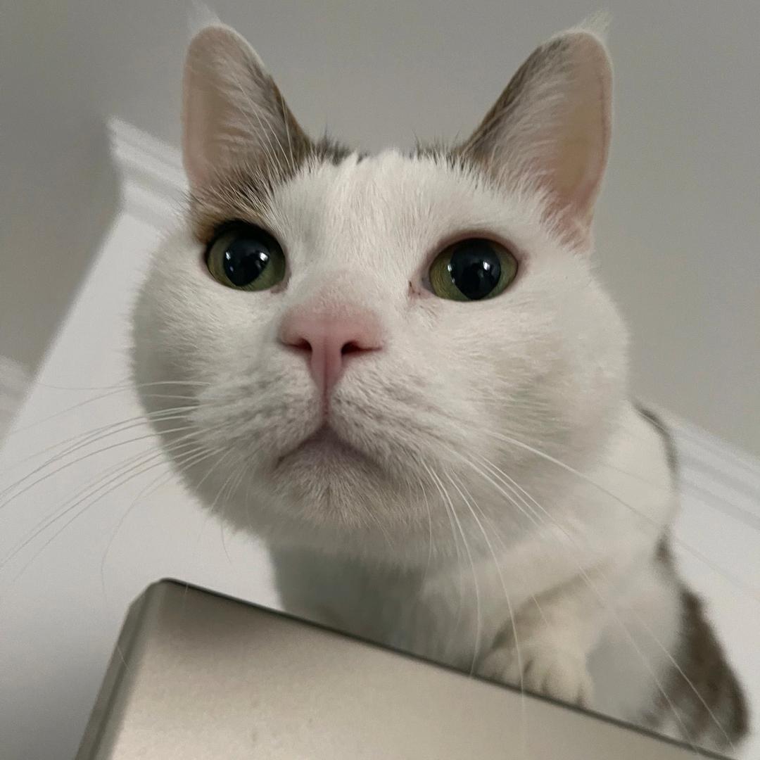 毛毛是条猫