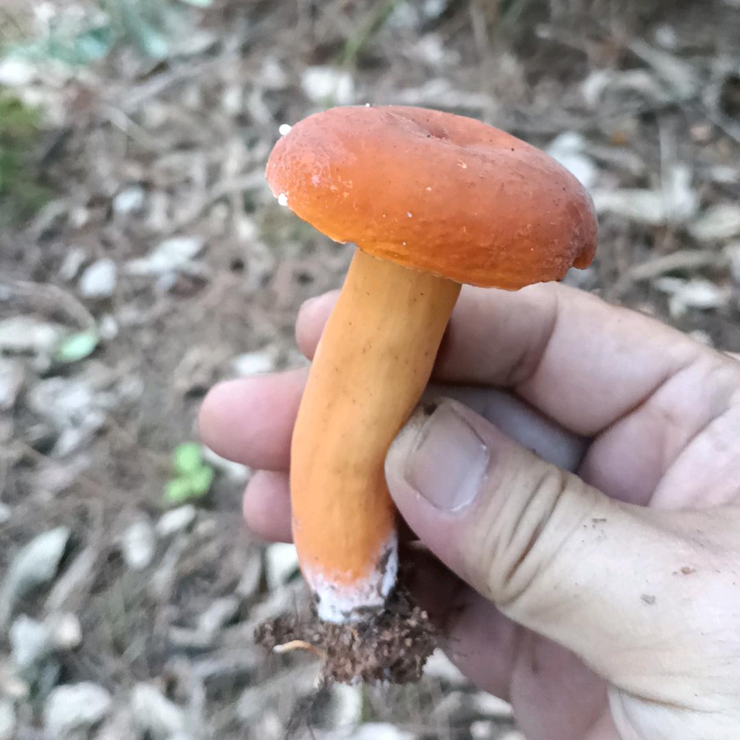 胖虎淘山货