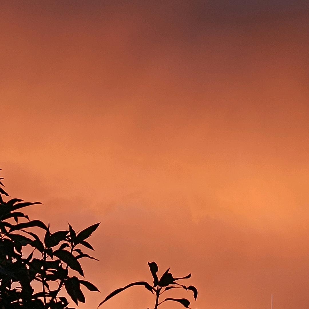 苦瓜