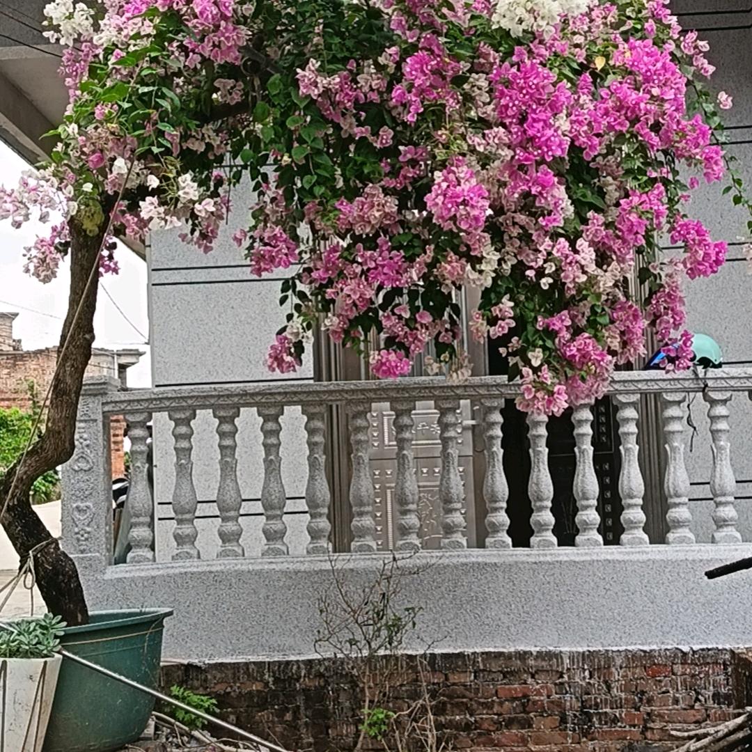 琚福三角梅园艺