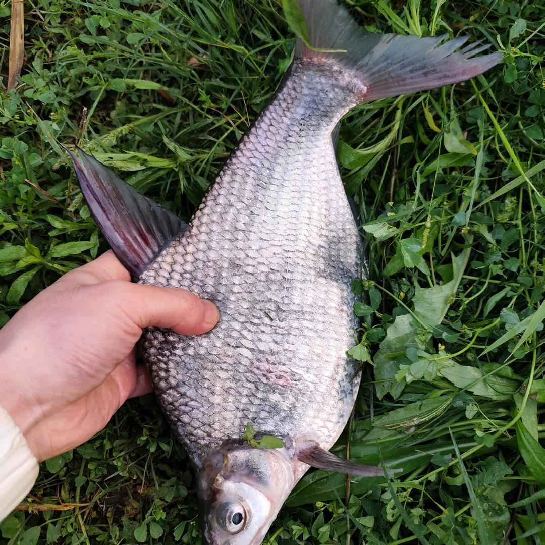 野钓肥西（Fish）