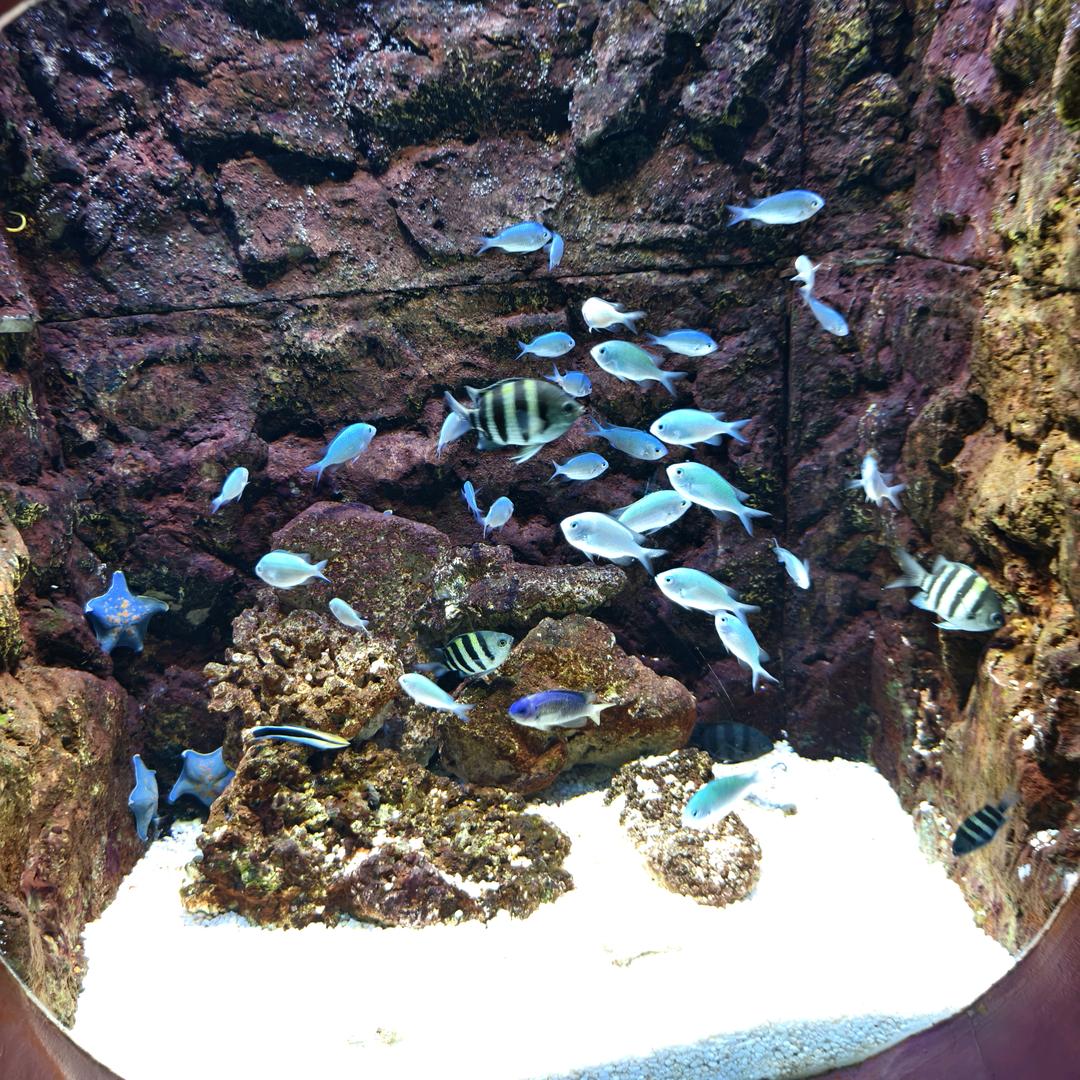 可乐加冰☕🌙 ⁵²⁶⁶