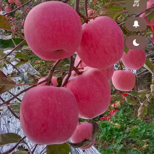 柳叶飞絮