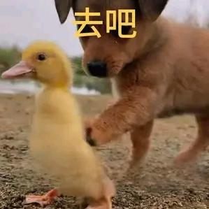 🌸我上辈子可能是个番茄🍅