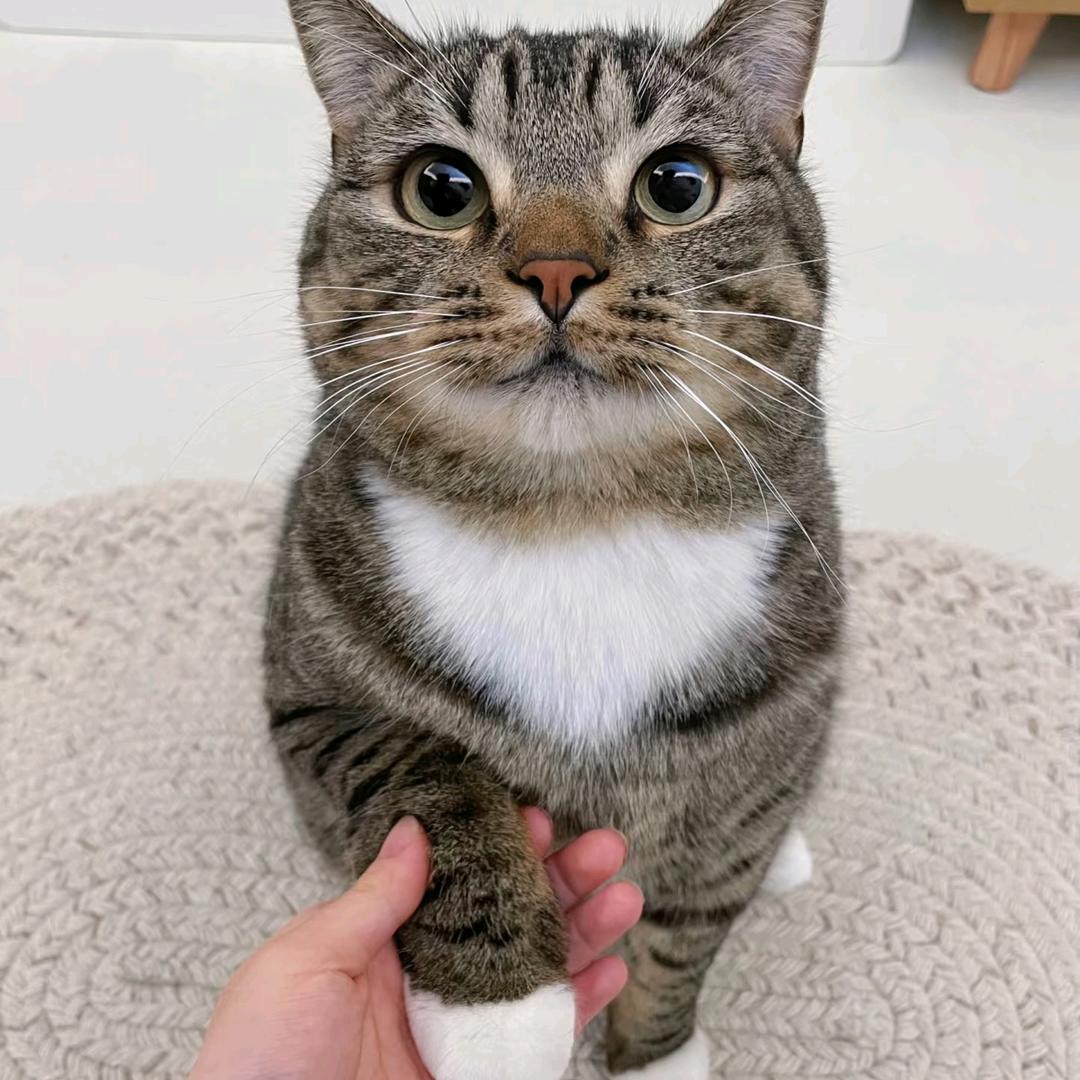 爱唔猫舍（看宠物主页背景V❤️☎️同步）