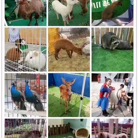 AA A特种养殖租赁