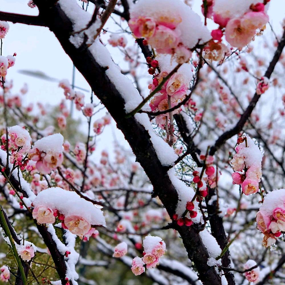 梅花