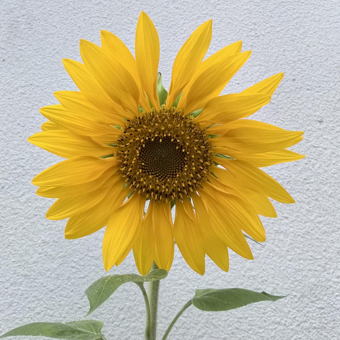 笨笨木