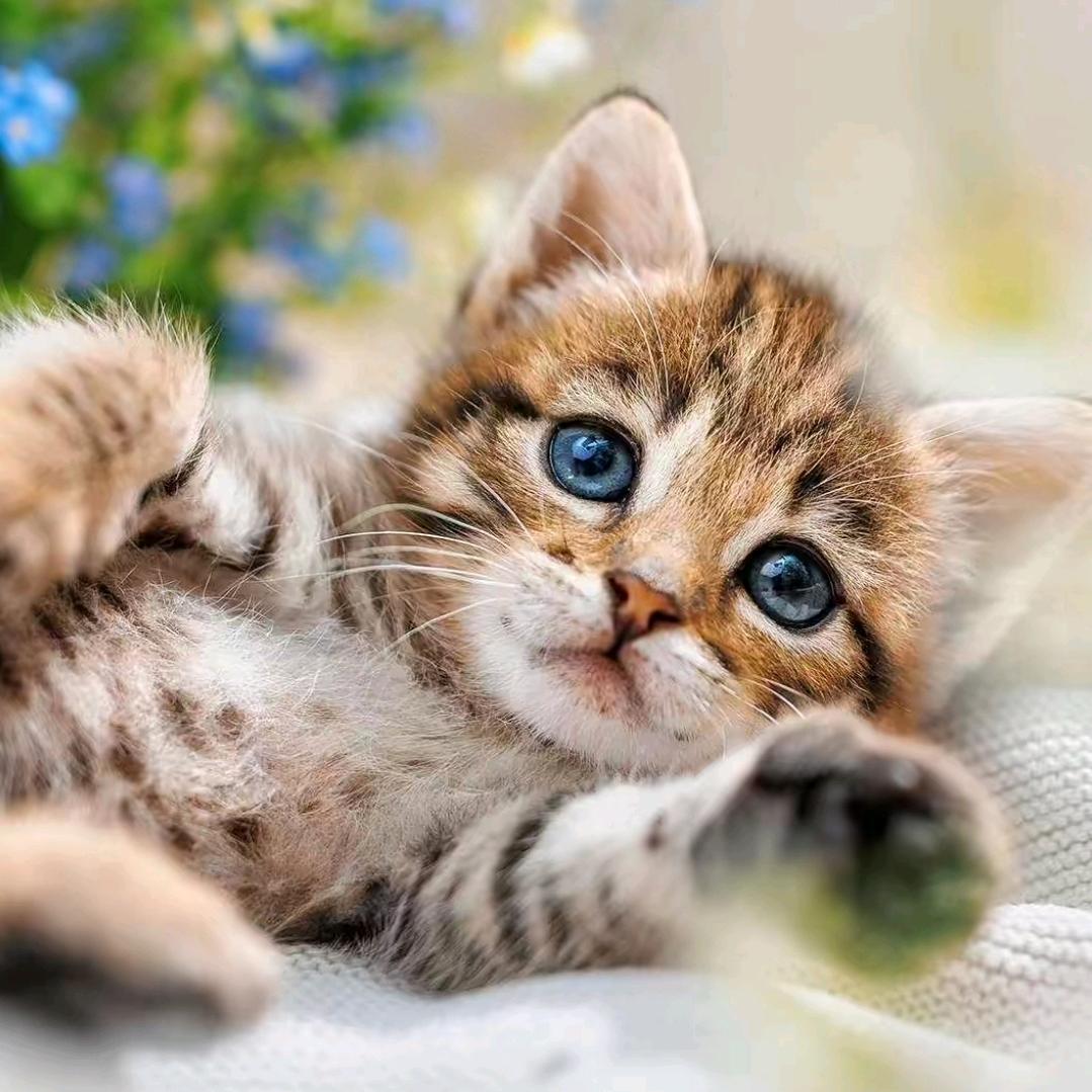 执着的冰淇淋🪼🪼