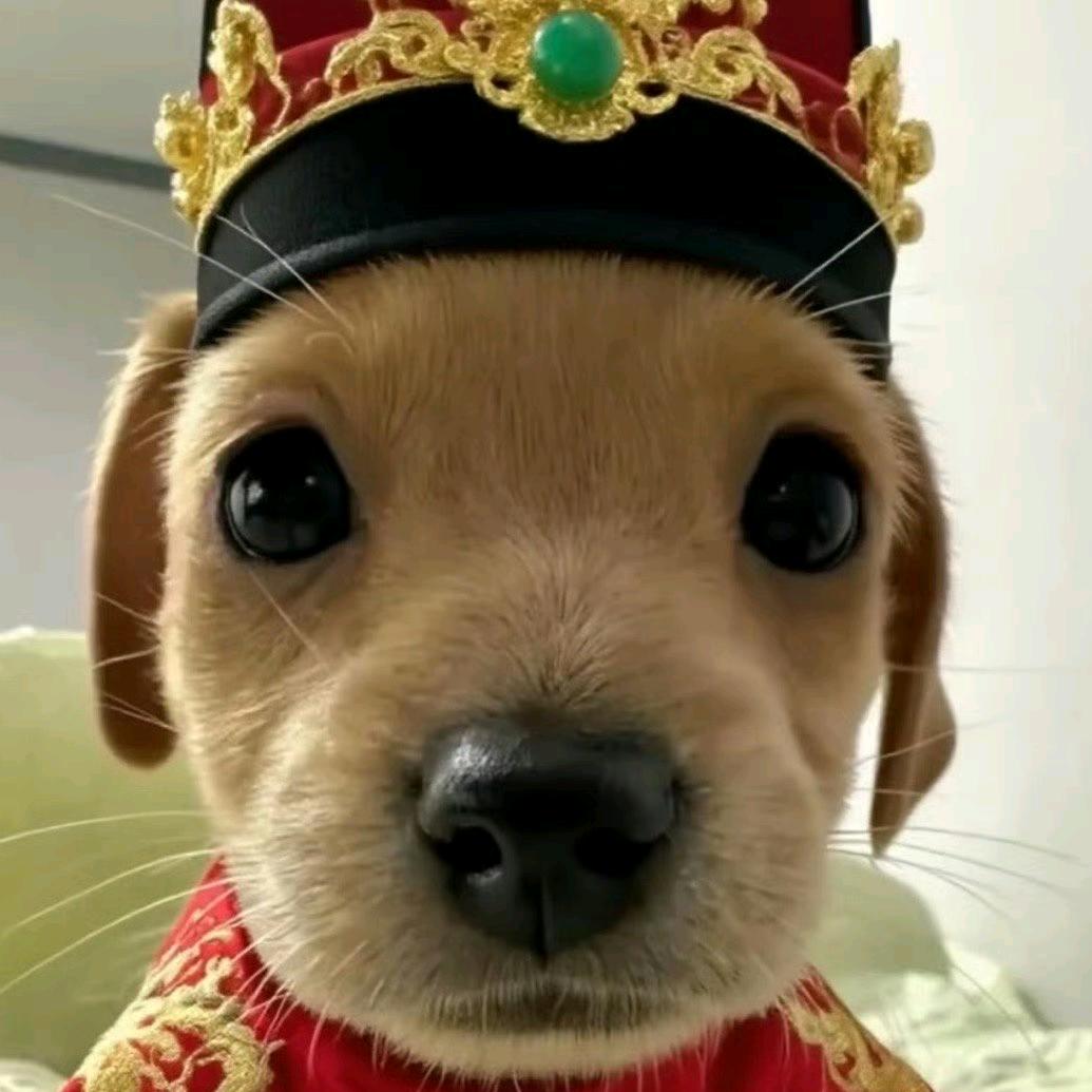 pipi/
