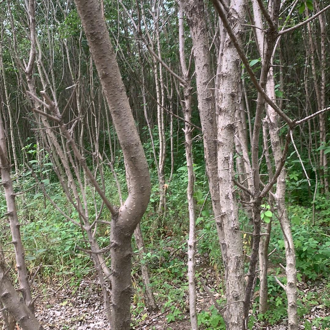 林发木片加工厂