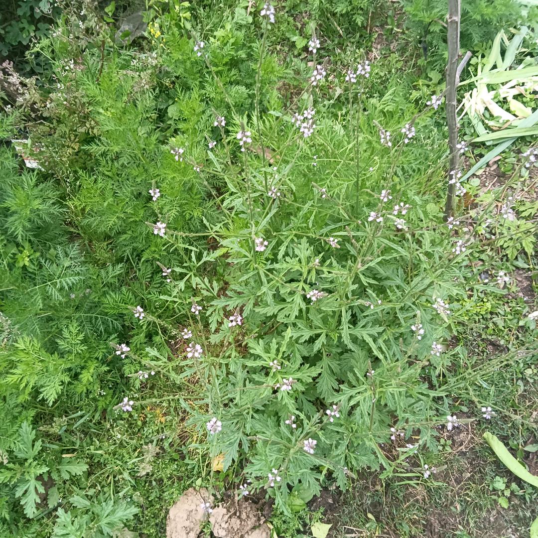 静待花盛开