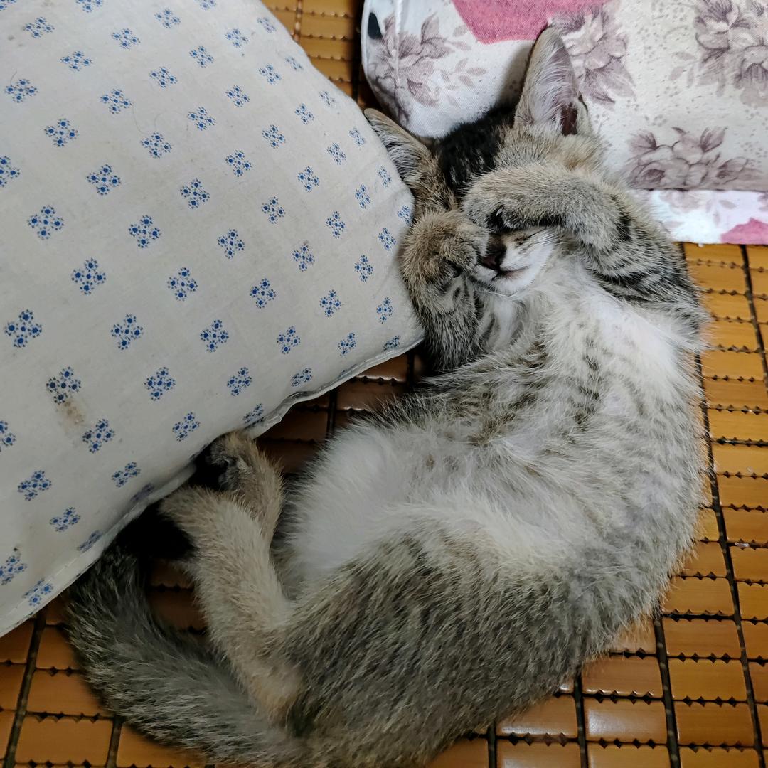 阿鑫头像