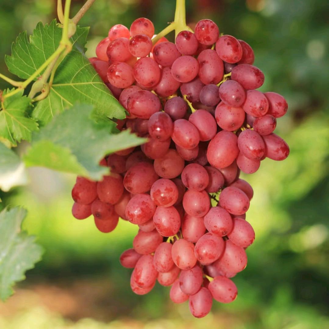 葡萄种植葛老师